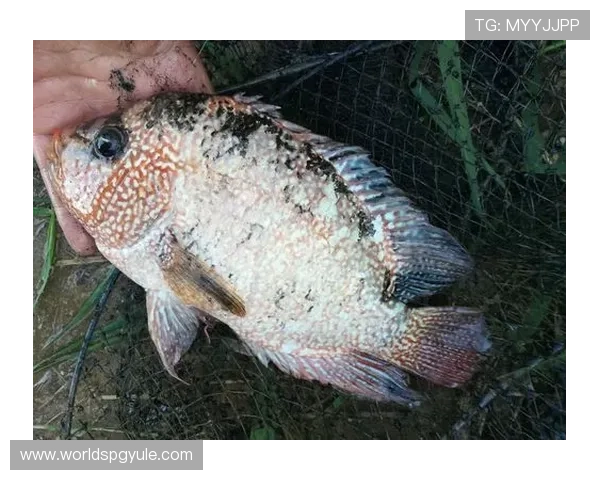 ag捕鱼大师中的稀有鱼种介绍，帮助玩家捕获更多高价值鱼类